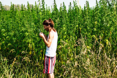 medical marijuana and industrial hemp field and handsome young farmer
