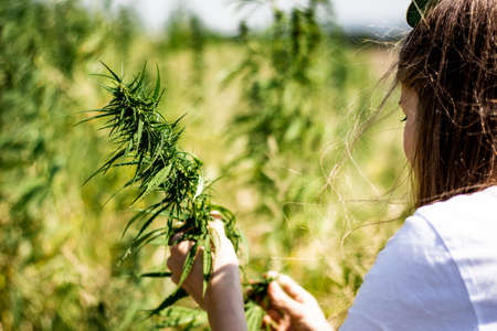 young woman harvesting marijuana buds on a fieldの写真素材