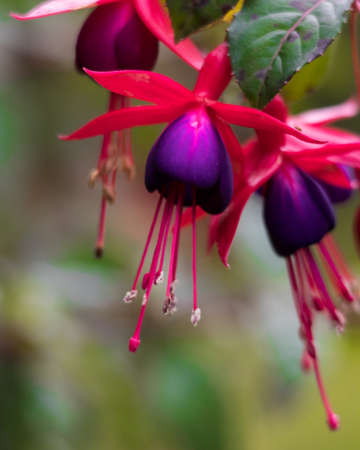 a beautiful red and purple flower from Thailandの写真素材