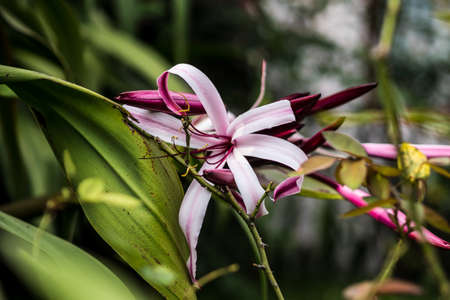 a beautiful flower in the capital city of Costa Ricaの写真素材