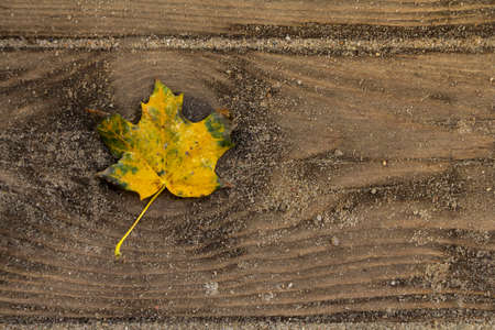 Leaf on sandy wooden textureの写真素材