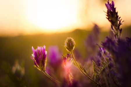 field flower at sunsetの写真素材