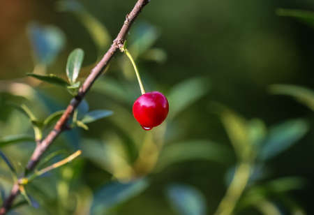 Berry cherry on a Bush, a Sunny day after a rain with water dropletsの写真素材