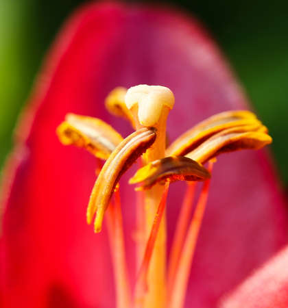 Pistil and stamens of a red Lily closeupの写真素材