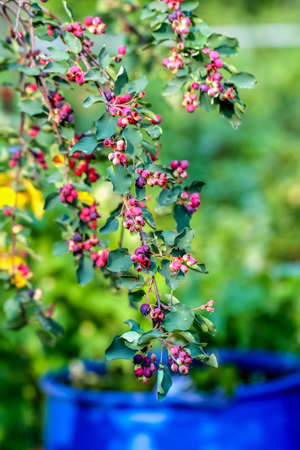 Ripe amelanchier berries on bushの写真素材