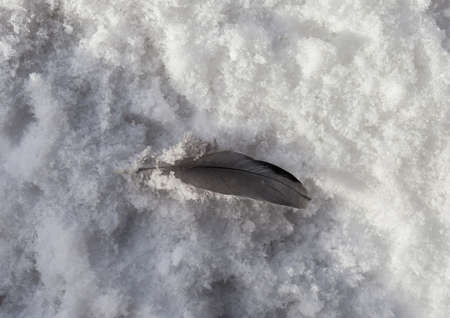 A bird in the snow. suitable for header or bannerの写真素材