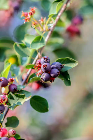 Ripe amelanchier berries on bushの写真素材
