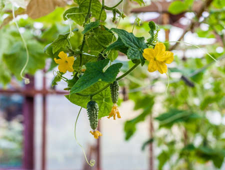 The flowers and fruits of cucumbersの写真素材