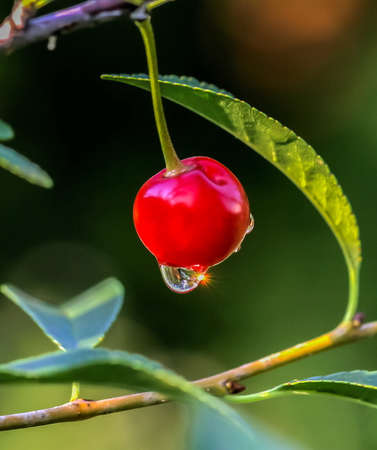 Berry cherry on a Bush, a Sunny day after a rain with water dropletsの写真素材