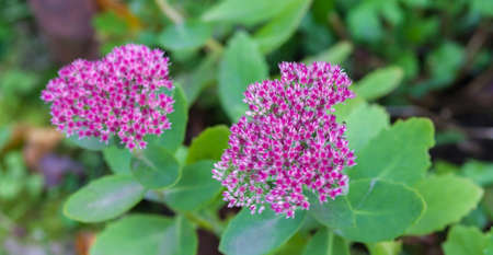 Flower stonecrop sedumの写真素材