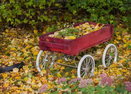 Cart for flowers on the background of the autumn gardenの写真素材