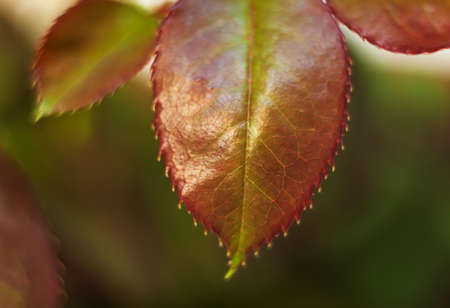 The young shoots of a rose closeup. Macroの写真素材