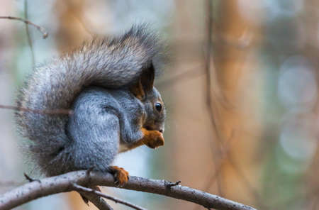 squirrel in autumn forestの写真素材