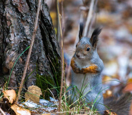 squirrel in autumn forestの写真素材