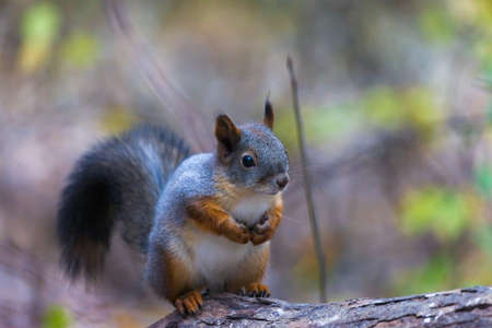 squirrel in autumn forestの写真素材