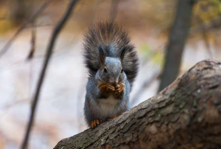 squirrel in autumn forestの写真素材