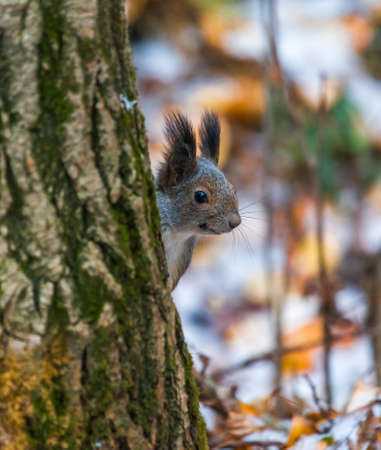 squirrel in autumn forestの写真素材