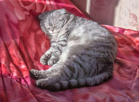 cat Scottish foldの写真素材