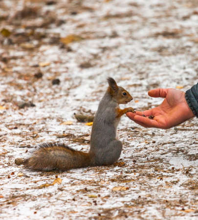 squirrel in autumn forestの写真素材