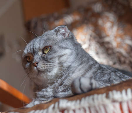 cat Scottish foldの写真素材