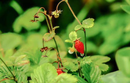 Berry red strawberry on a branch with leavesの写真素材