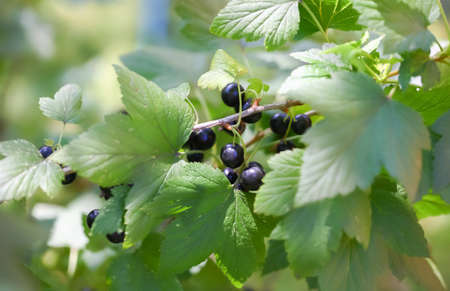 Berry blackcurrant on the branchの写真素材