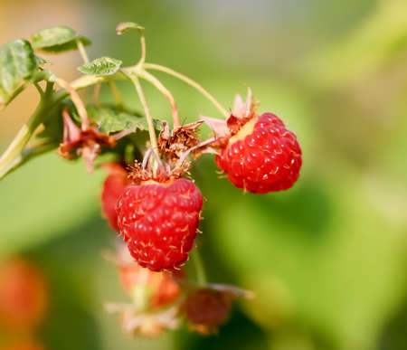 Raspberry on a branchの写真素材