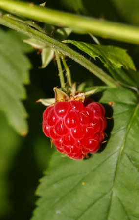 Raspberry on a branch