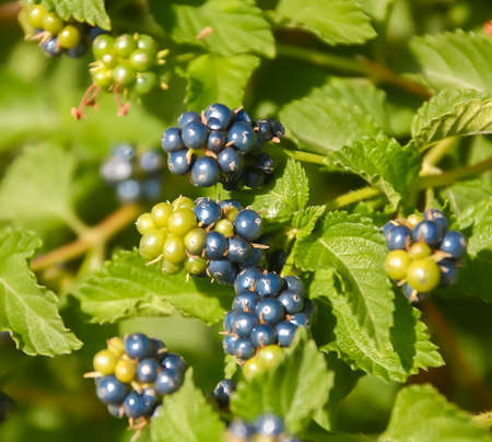 Forest berry on the Bushの写真素材