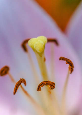 Pistil and stamens of a pink Lily closeupの写真素材