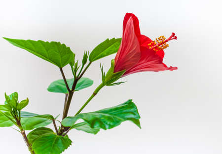 Hibiscus flower closeup on a white background. Focus on the stamensの写真素材