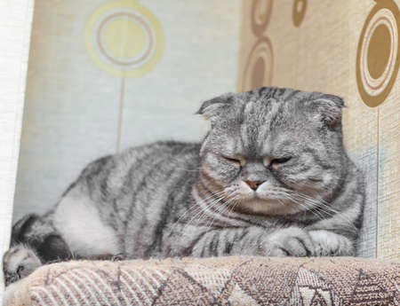 Cat breed "Scottish fold" sleep on the couch in the apartmentの写真素材