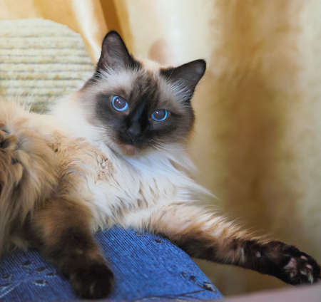 Cat breed "Neva masquerade" resting on the couch in the apartmentの写真素材