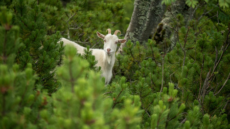 mountain white goat among green fir treesの写真素材