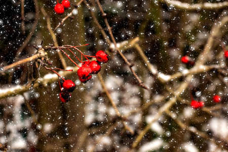 red small round berries on a thin brown tree branch and in the background blurred snow with leavesの写真素材