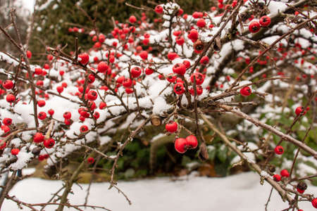 red small round berries on a thin brown tree branch and in the background blurred snow with leavesの写真素材