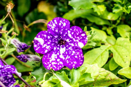 a purple flower in a close up with white dots with a green backgroundの写真素材