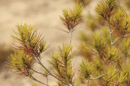 pine