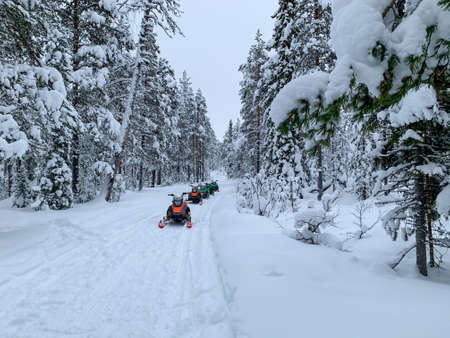 Snowmobiles in the winter forest among tall frozen trees. Snow-covered road across snowy frozen coniferous forest under Polar winter sun around the Arctic Circle in the Paanajrvi nature reserves.の写真素材
