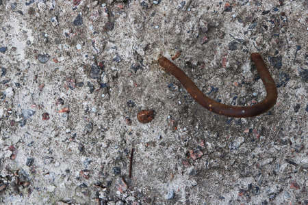 Weathered Concrete Wall Texture with Rustic Metal Loop. Old Cement Grunge Structure.の写真素材