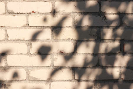 Bricks Wall with Sun Rays and Shadow from Treesの写真素材