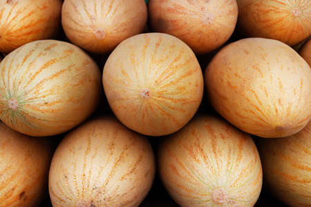 Melon row. Few juicy melon rows lying on the counter. Fruits sale. Berries tradingの写真素材