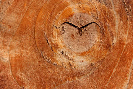 Knots on a wooden plank texture. Weathered wood background.の写真素材