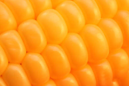Macro corn kernels closeup texture. Freshness yummy background. Cooking corn recipe.の写真素材