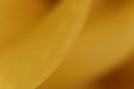 Spiral Pasta Yellow Macro Closeup. Background Texture.の写真素材