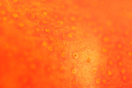Red Pear Texture. Macro Closeup.の写真素材