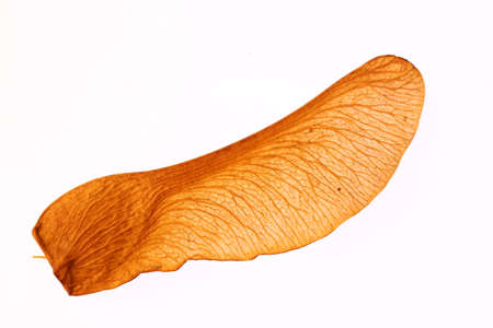 Maple Seed Texture Macro Closeup. Isolated. White Background. の写真素材