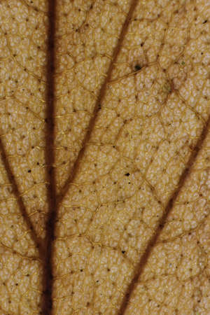 Dry Leaf Texture. Macro Closeup. Natural Organic Background. Transparent Floral Pattern. の写真素材
