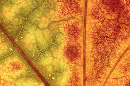 Dry Leaf Texture. Macro Closeup. Natural Organic Background. Transparent Floral Pattern. 