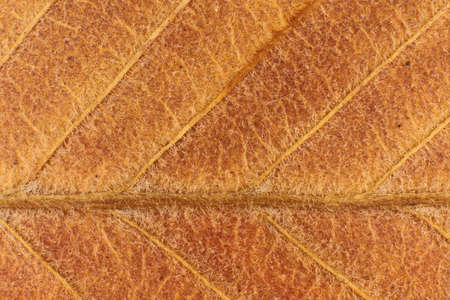 Dry Leaf Fibers Texture. Macro Closeup. Natural Organic Background. Transparent Floral Pattern. の写真素材